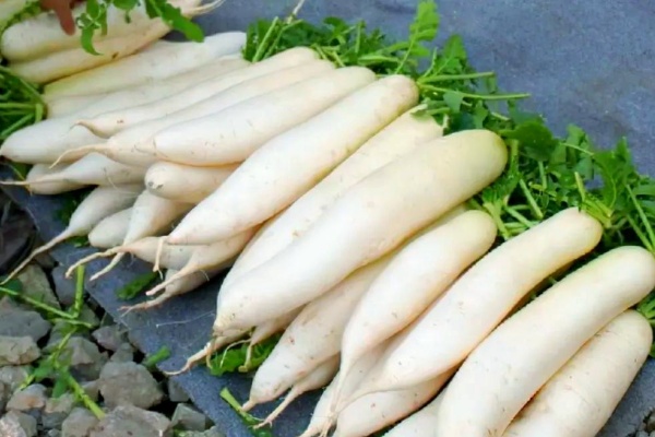 冬季储存萝卜有什么方法?萝卜市场行情怎么样?