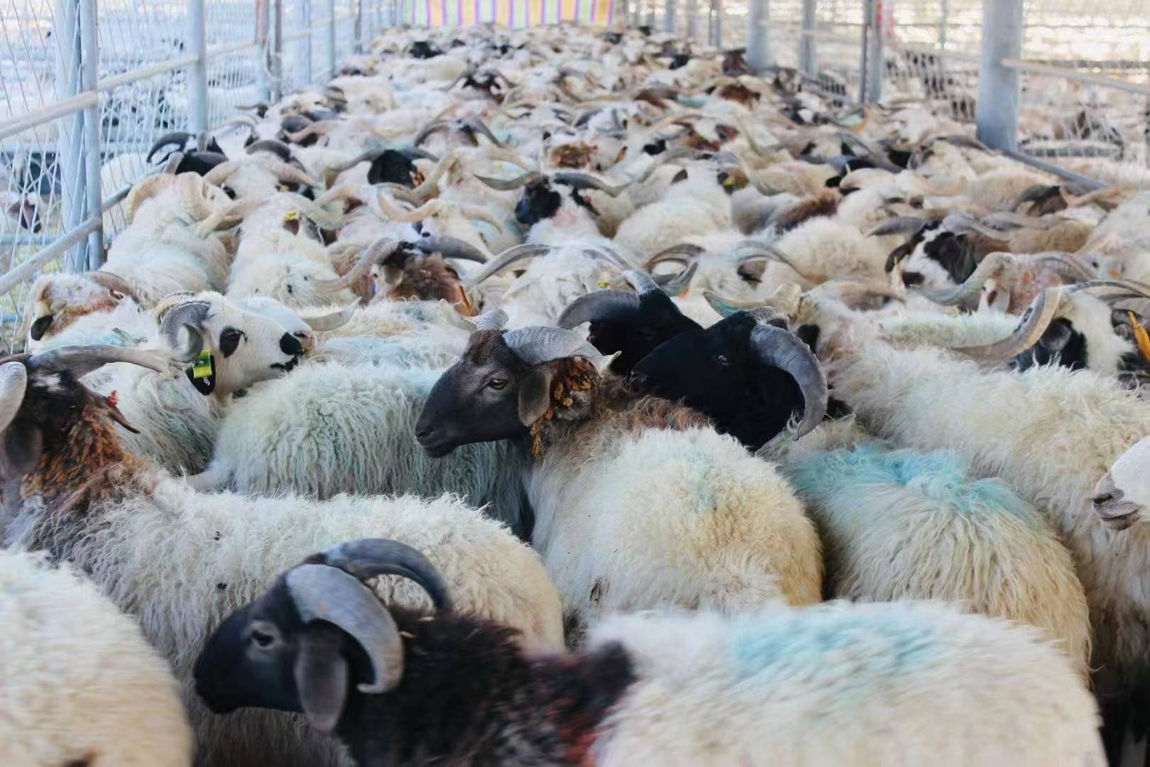 都兰藏羊养殖革新：高效模式带来增收新希望