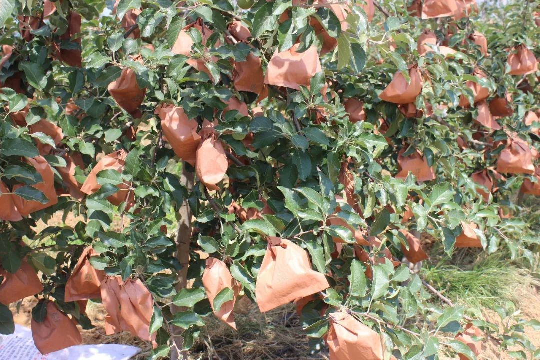 套袋苹果长黑点病怎么办？套袋苹果黑点病怎么防治？