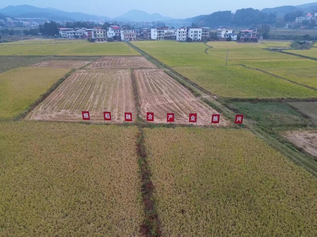 湖南新田“烟稻轮作”实现“一田双收”，政企协作破解农业难题