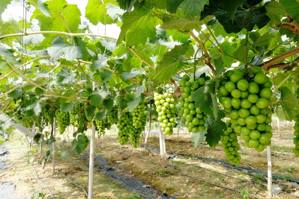 阳光玫瑰有哪些品种？从品种选择到市场表现，一篇帮你搞懂