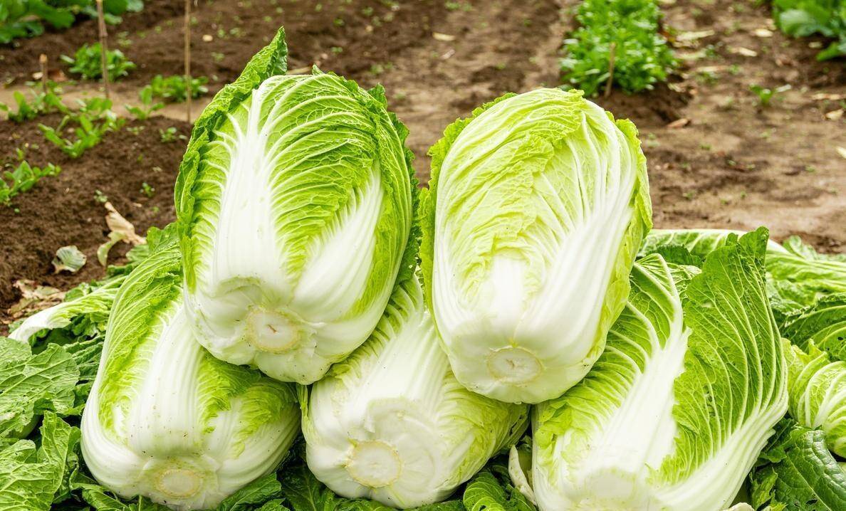 山东大白菜价格最新动态：种植户该囤还是卖？消费者怎么买更划算？