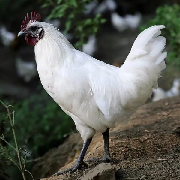 雪峰乌骨鸡入选国家级名录，开启发展新征程