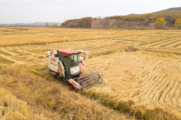 黑龙江秋收“又快又好”:多举措助力粮食颗粒归仓