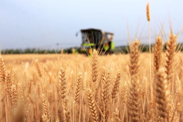 粮食背后的科学：带你了解现代农业的多元化发展