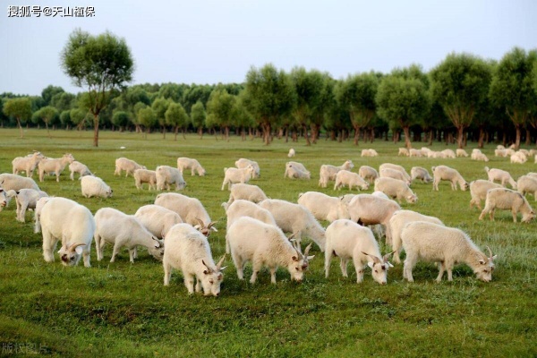 羊不倒嚼是什么原因？羊不倒嚼怎么治疗？