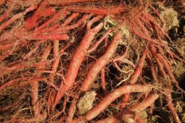 丹参怎么种植?掌握这5个关键点,亩产干货300公斤不是梦