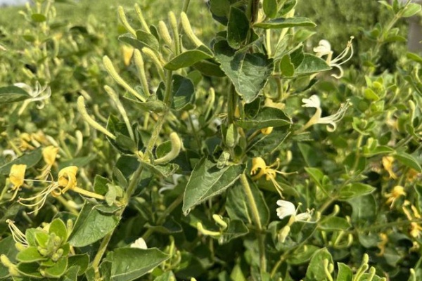 怎么种植金银花?老药农的5个实用技巧,让你收获满园清香与健康