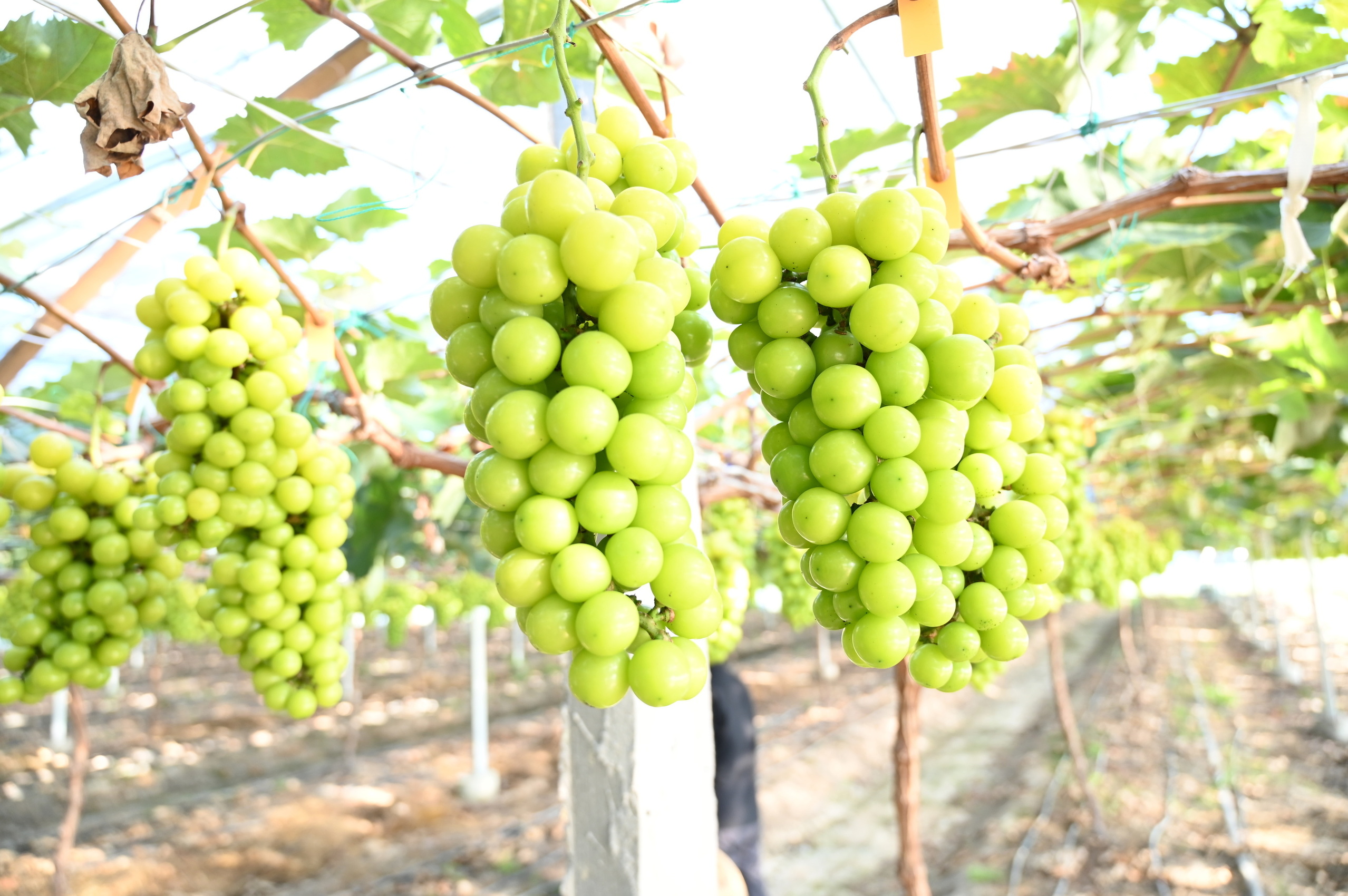 国产水果实现“平民化”，农业现代化重塑市场格局