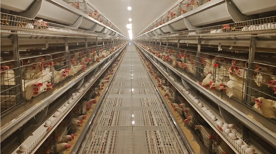 山西阳曲:自动化蛋鸡养殖,串起产业共富链