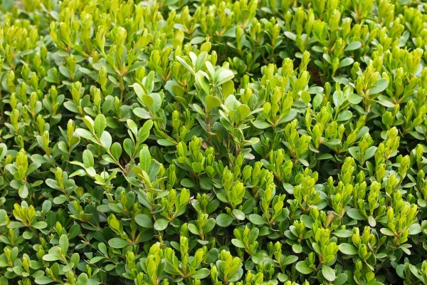 莒县招贤镇北美冬青特色种植：百亩红果带来多重收益的产业发展实践