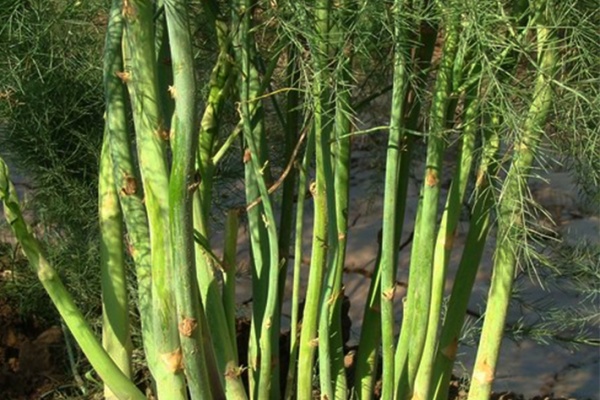 芦笋种植有什么技巧？怎么种植芦笋？