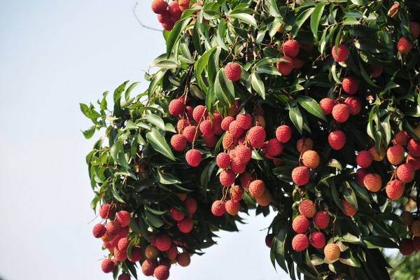 河南地区能种荔枝吗？河南适合种什么水果？