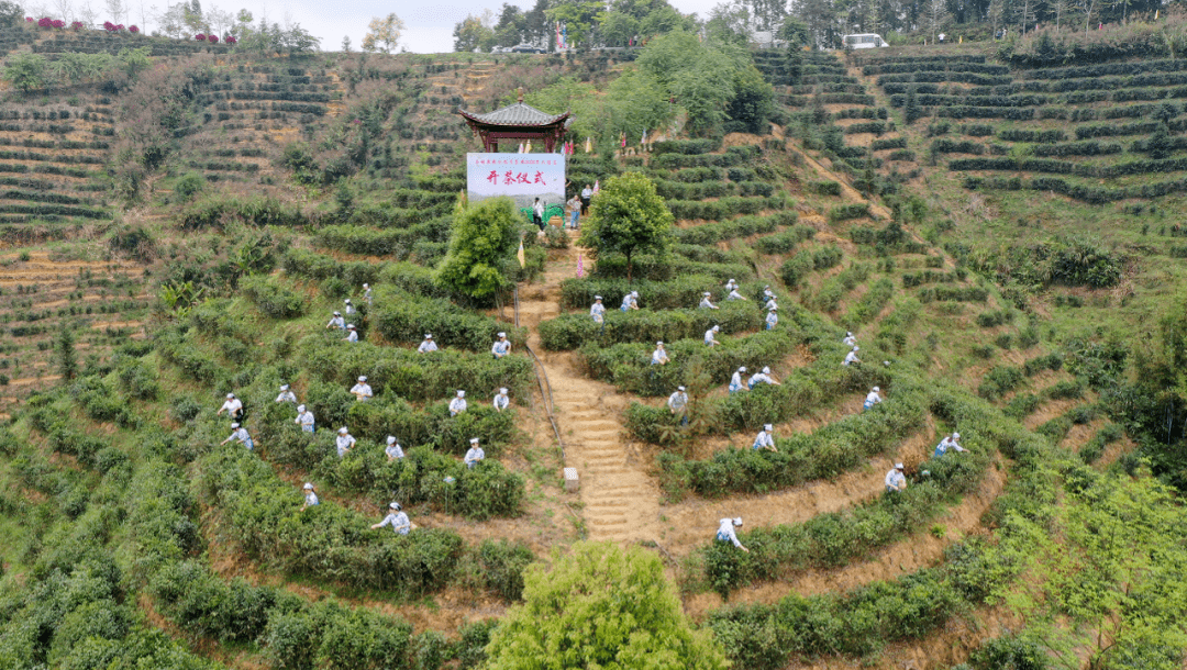 广西苍梧六堡茶产业融合数字技术实现质效双升,年产值突破百亿元大关