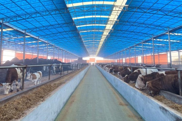 筑牢畜牧“越冬四道墙”,打赢秋冬生产保卫战