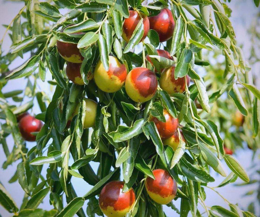 为冬枣石榴立法:山东地方立法十年,擦亮“好品山东”金字招牌