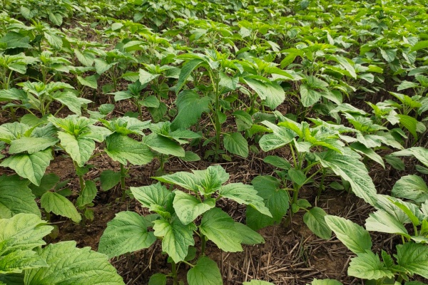 芝麻苗有毒吗？芝麻苗怎么吃最好吃？
