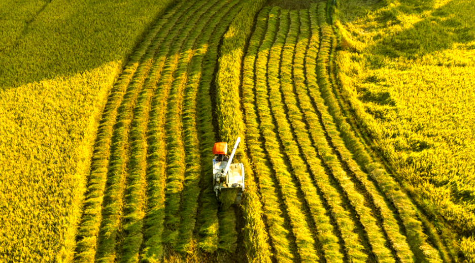 江西都昌县凝聚多元力量发展特色产业,探索村企共赢乡村振兴新路径