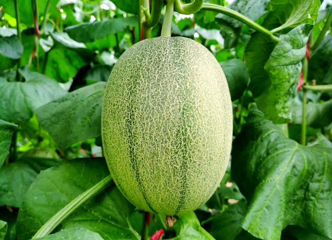 海南西甜瓜产业:从田间到国际市场的崛起之路