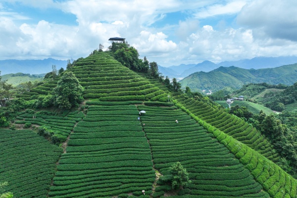 中央彩票公益金注入,岑溪农业迈入智能化振兴新阶段