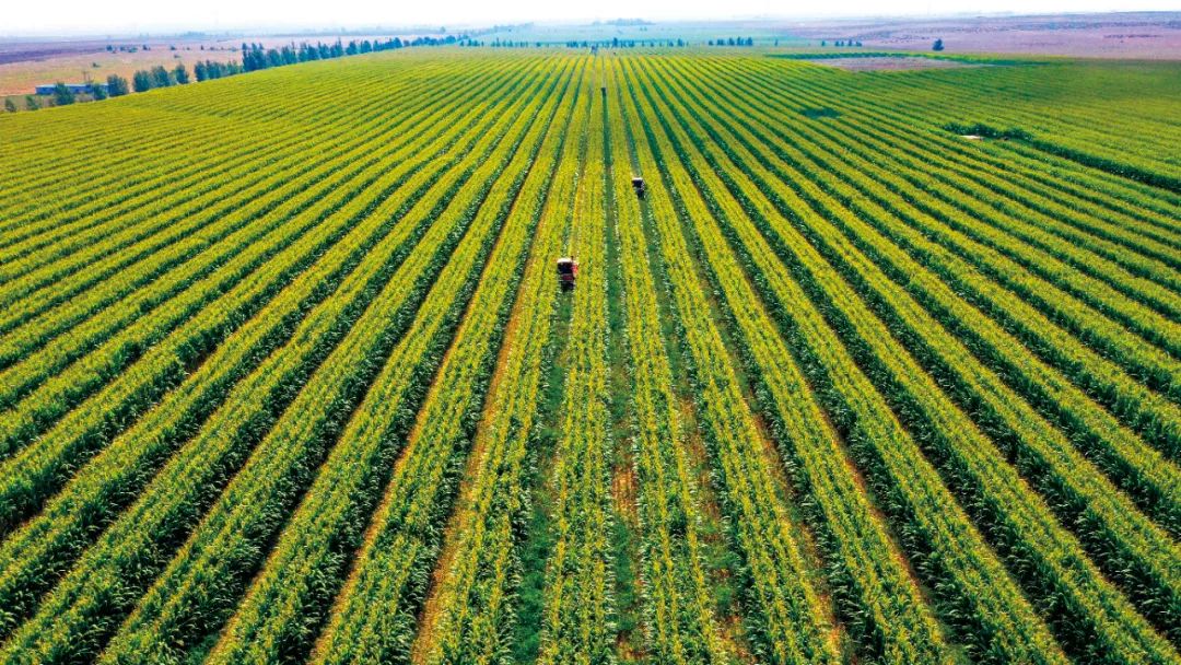 鄂尔多斯:多举措推进化肥减量增效,助力农业绿色发展