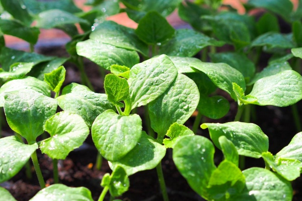 南瓜苗怎么种？种南瓜苗有什么技巧？