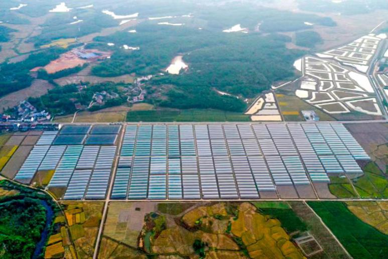 江西崇仁:“万企兴万村”激活乡村振兴“一池春水”