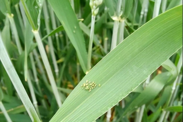 河南小麦虫害怎么防治?抓住3个关键期，虫口夺粮保丰收