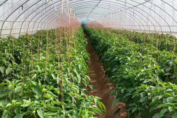 辣椒和大葱套种有什么方法？合理搭配让一块地收获两种菜