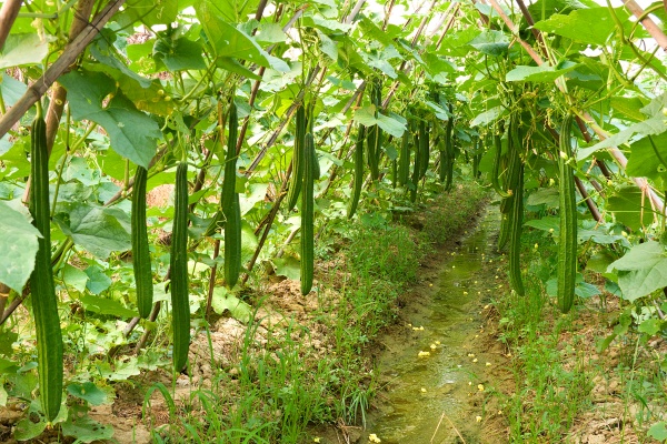 南北方什么时候种丝瓜最合适？丝瓜最佳种植时间是什么时候？