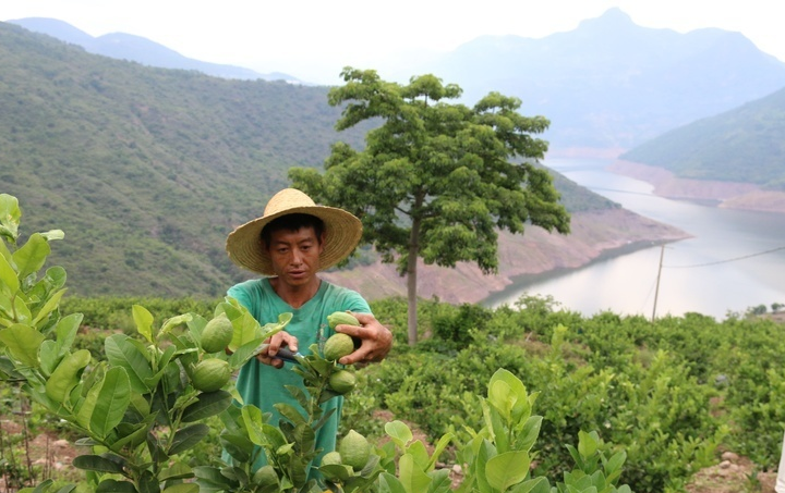云南最大香水柠檬基地落户巍山：种植面积 3.27 万亩 鲜果产值超 2.397 亿元