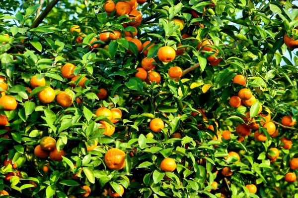 如何种植砂糖橘？种砂糖橘有什么技巧？