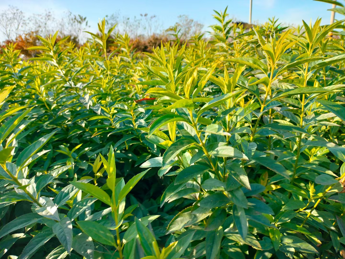 种连翘怎么做才能高产？从选苗到采收的实用技巧