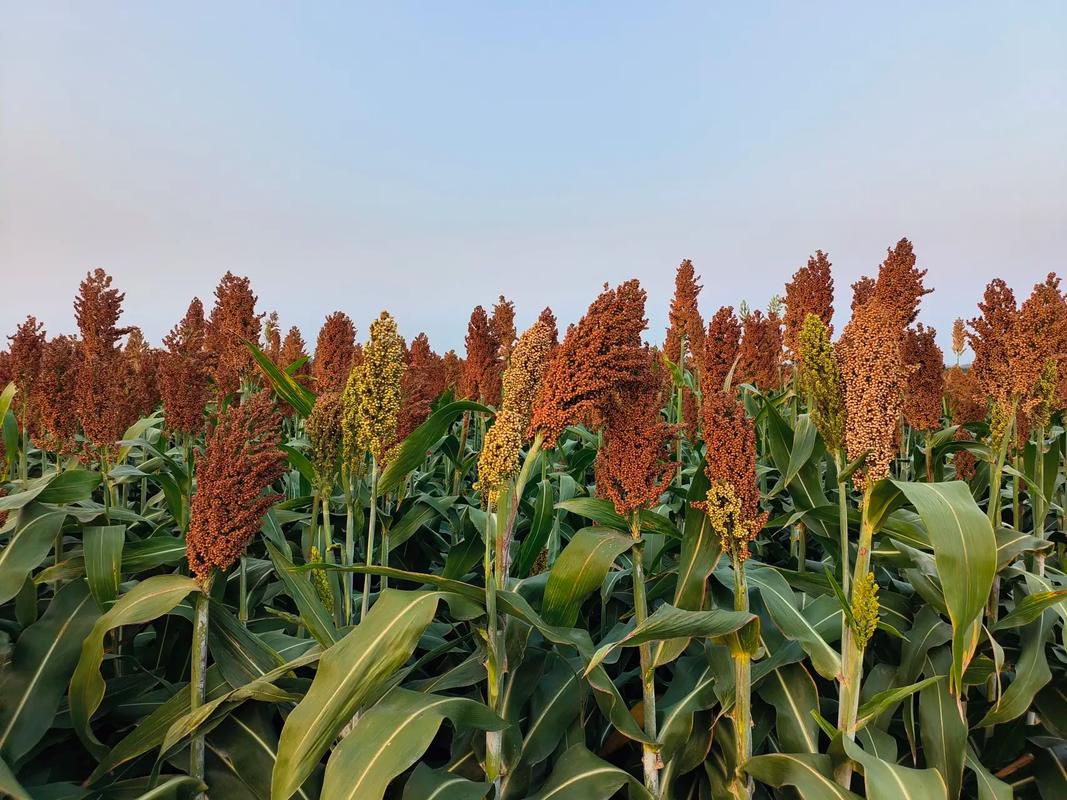 赤木溛村:秋收冲刺,奏响乡村振兴新乐章