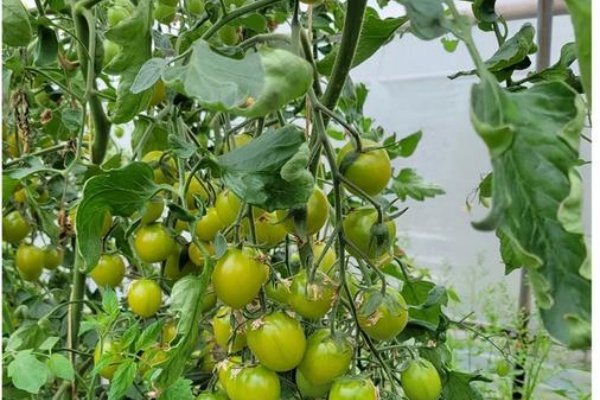 青甜2号圣女果如何种植？种青甜2号圣女果有什么技巧？