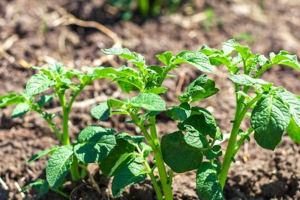 土豆掐苗剪枝有什么方法？简单几步，让土豆个头翻倍