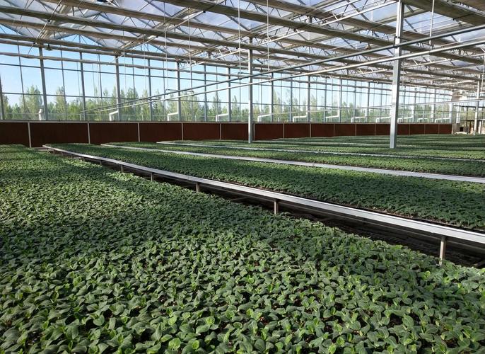 江西广昌白莲产业年产值超四十亿元,小莲子成为乡村振兴致富莲