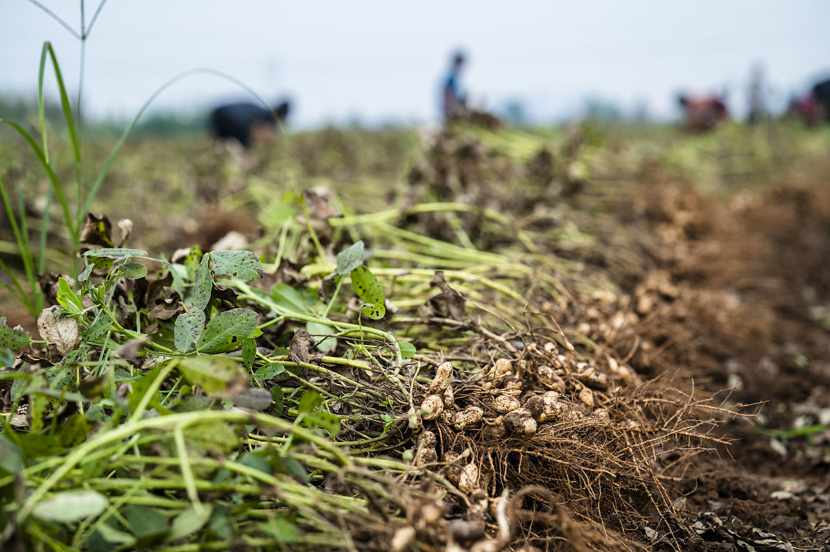 金秋石城:翻秋花生铺就增收致富路