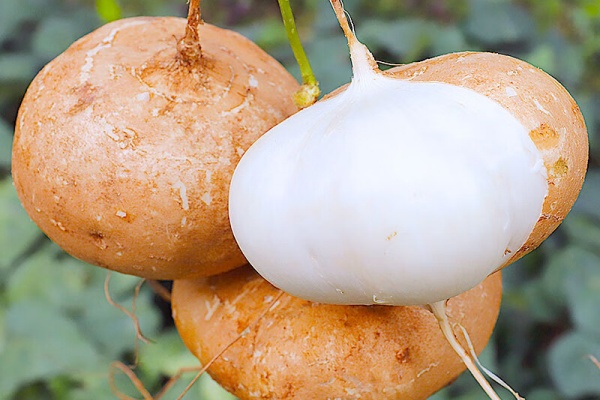 凉薯地瓜怎么种？凉薯地瓜有什么种植技巧?