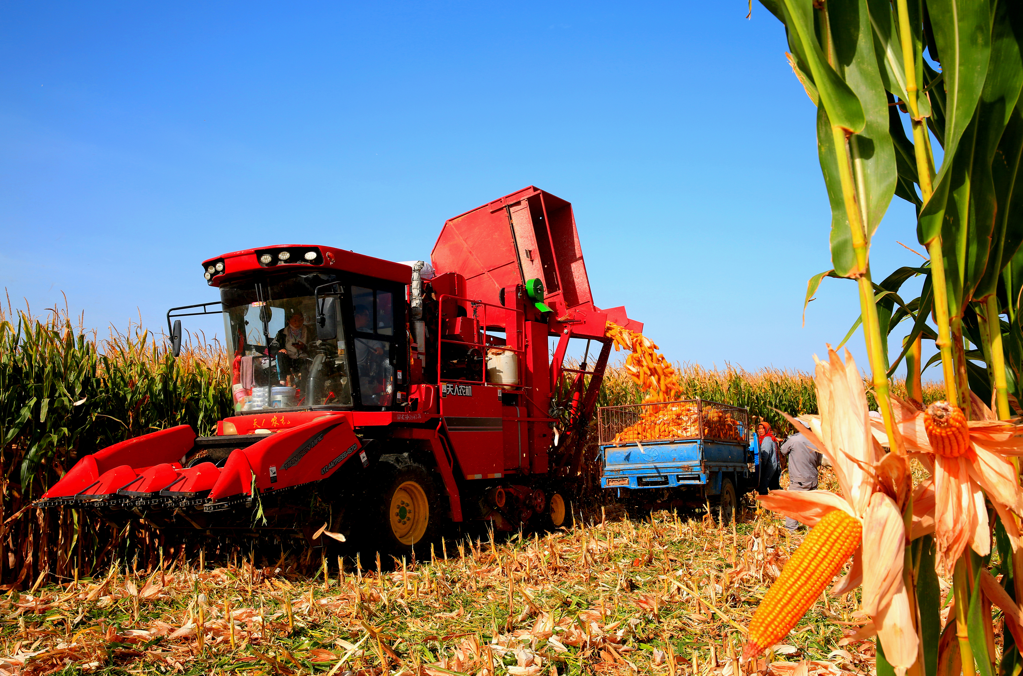 全国秋粮收购量破亿吨，多举措助力市场平稳运行