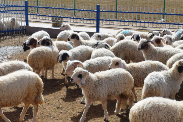 养羊怎么高效喂养？这些科学方法让羊群健康又增收