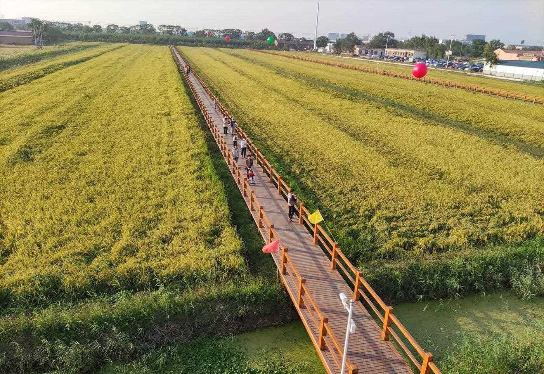 天津津南：5.8万亩小站稻迎丰收 “抱团”模式与科技赋能助农增收