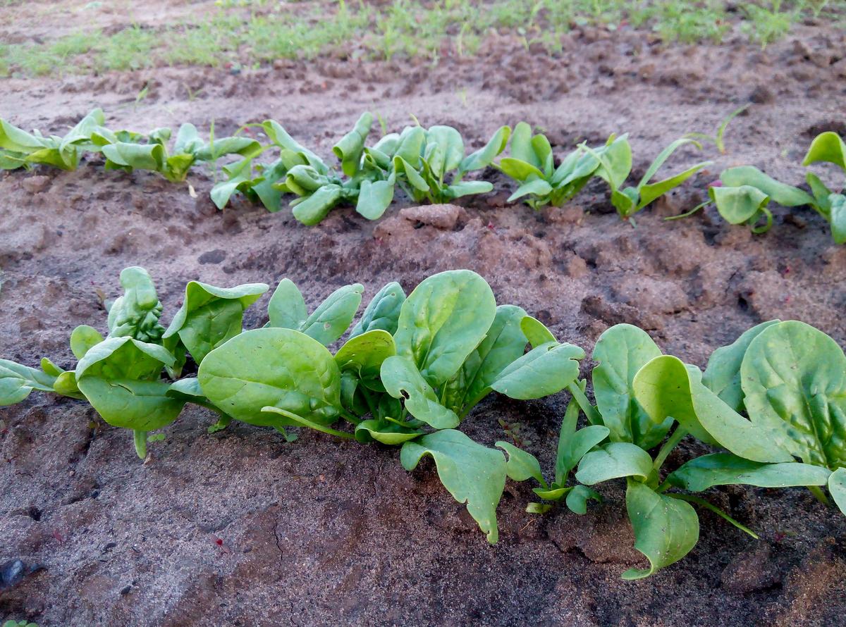 立冬后种菜掌握这两招，整个冬天都有新鲜菜吃