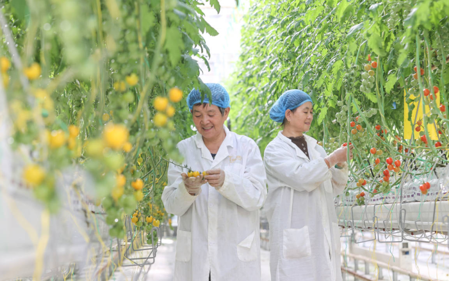 浙江农业双强行动推动新质生产力 科技与机械融合重塑现代农业