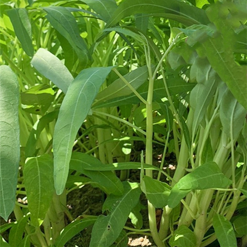 通心菜怎么种植？种植通心菜有什么技巧？