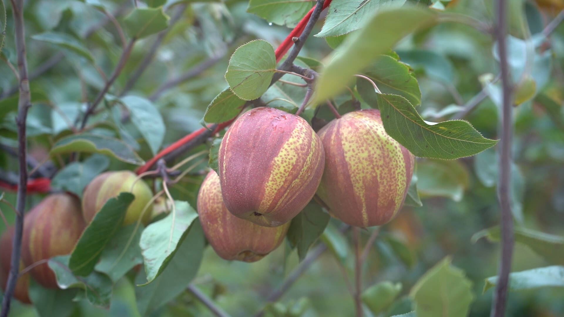 武邑红梨“走红”记:一颗梨的产业升级路