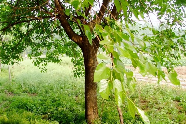 桑树施肥有什么禁忌？避开这些坑才能枝繁叶茂