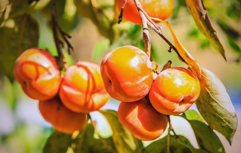 永定“小柿子”做成亿元大产业，千年客家风情与土楼旅游催生振兴“甜”路径