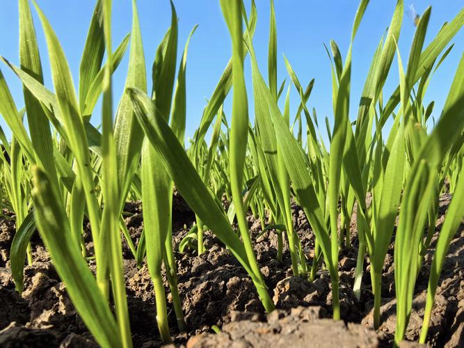 小麦出苗后怎么管理？手把手教你培育壮苗，打好高产基础