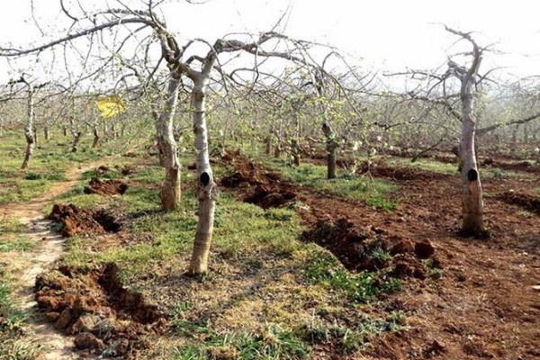 果园冬季深翻什么时候最好？果园冬季深翻有什么方法？